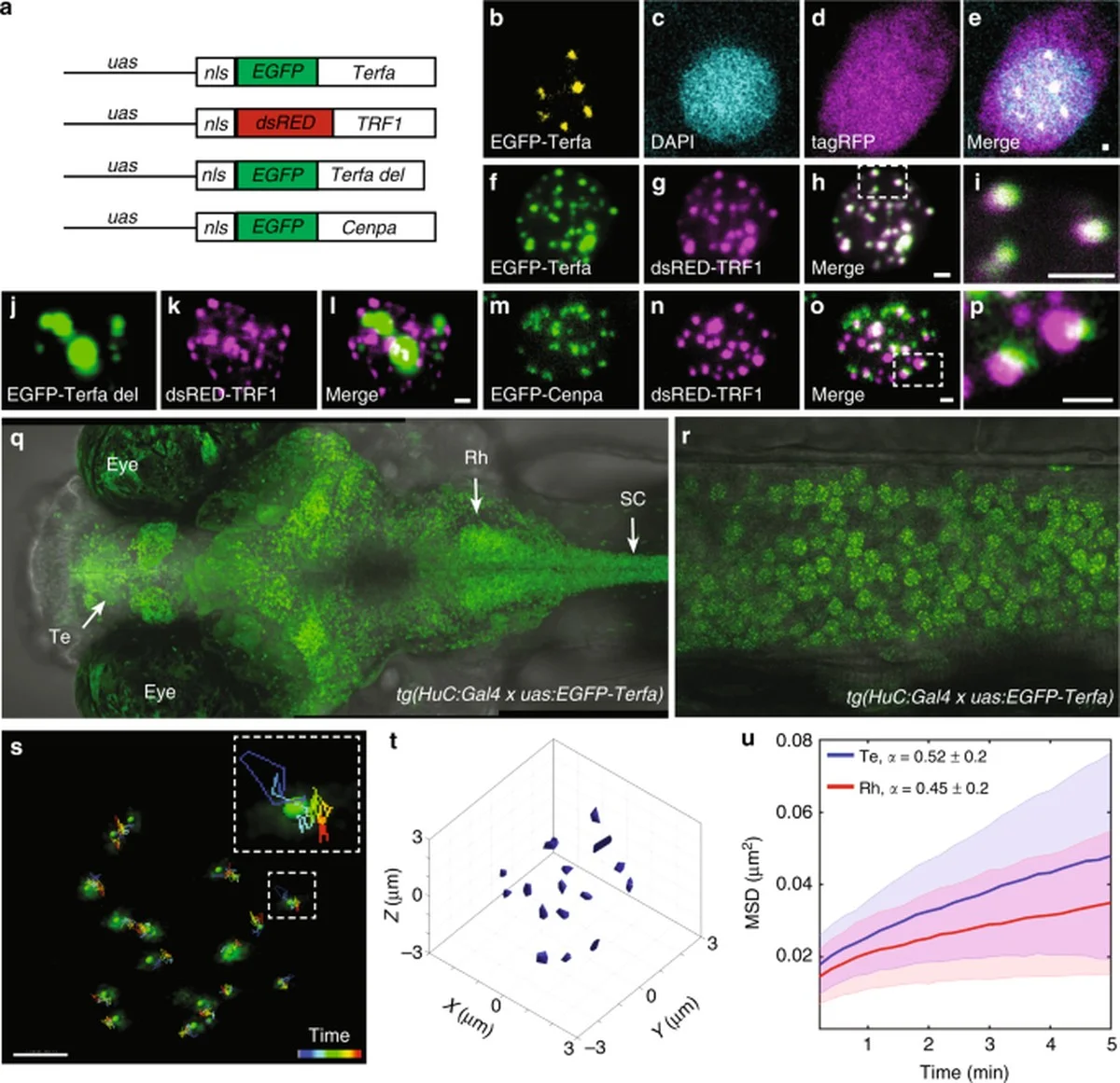 Vergessen Sie das Gehirn: Warum selbst Quallen schlafen, um sich vor Selbstzerstörung zu retten - image 2