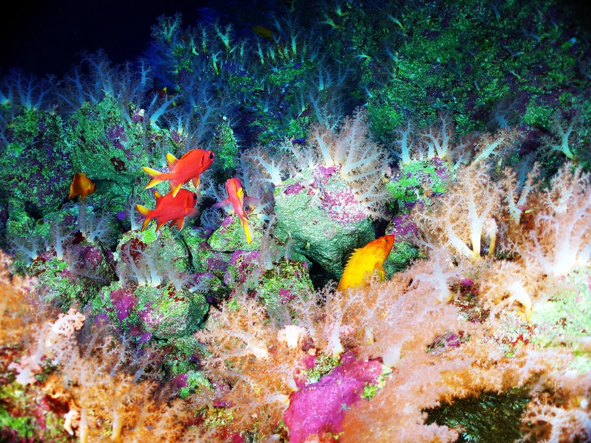 Vergessen Sie Korallen: Forscher entdeckten tausendfach größere Brutstätten in diesem Unterwasser-Vulkan - image 1