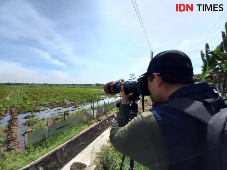 Vögel aus Sibirien tanken gerade in Tulungagung – warum du das diesen Winter nicht mitbekommst