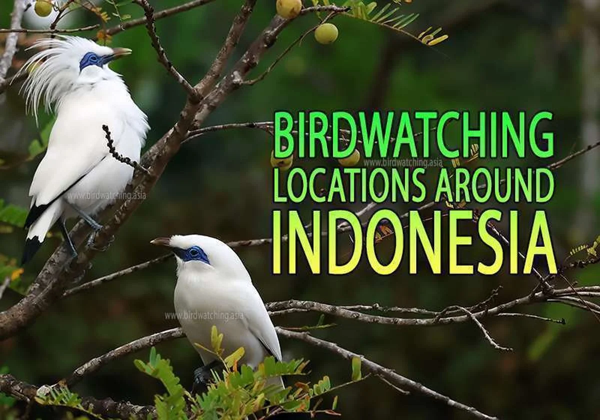 Vögel aus Sibirien tanken gerade in Tulungagung – warum du das diesen Winter nicht mitbekommst - image 2