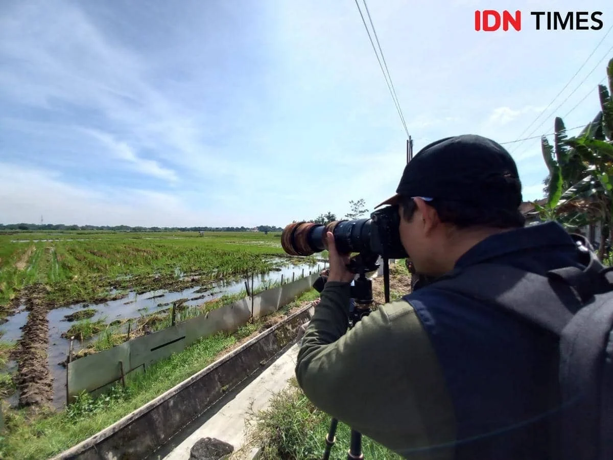 Vögel aus Sibirien tanken gerade in Tulungagung – warum du das diesen Winter nicht mitbekommst