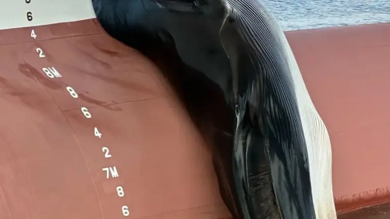 Wal steckt fest: Dieser sieben Meter Riese wurde auf dem Bug eines Containerschiffs gefunden – und niemand weiß warum.