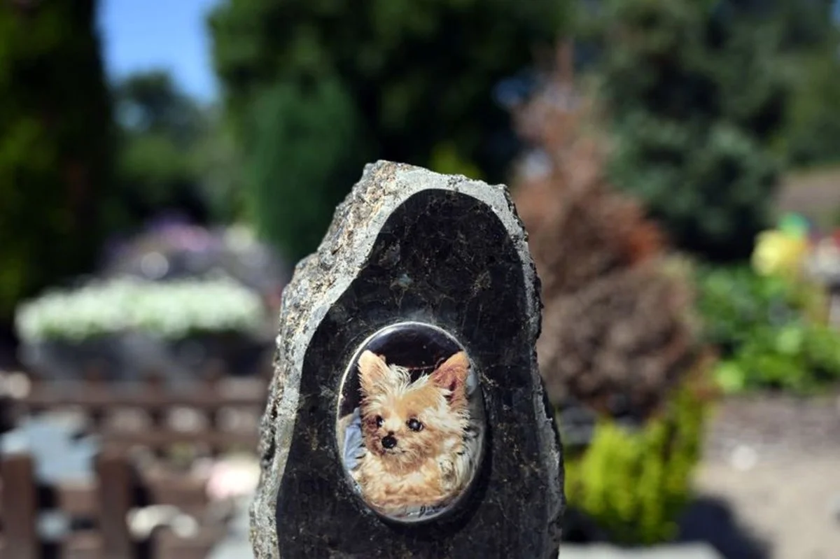 Warum der Abschied vom Hund manchmal mehr schmerzt als der Verlust eines Menschen - image 1