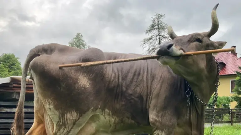 Warum Ihr Bauer Ihnen verschweigt, dass seine Kühe schlauer sind als Ihr Hund