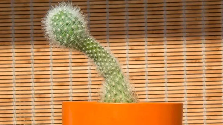 Warum Männer gerade jetzt ihren Penis messen: Die schockierende Rückkehr eines alten Kults