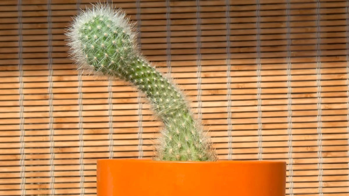 Warum Männer gerade jetzt ihren Penis messen: Die schockierende Rückkehr eines alten Kults