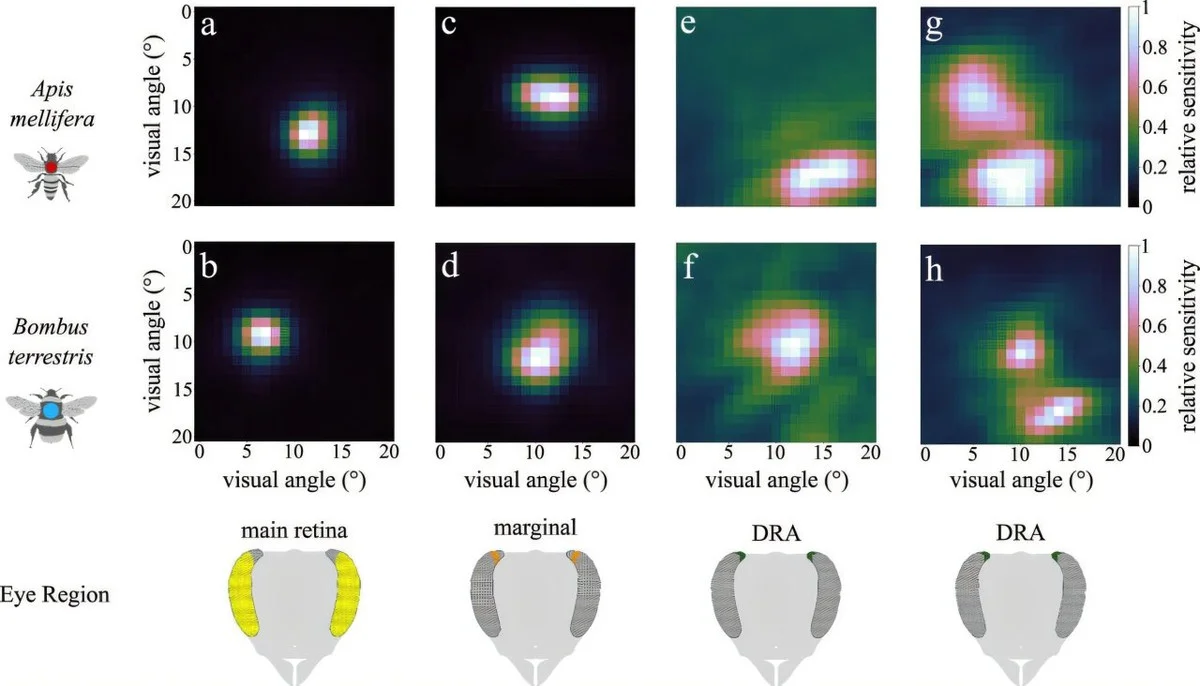 Wegen steigender Hitze reagieren Honigbienen plötzlich langsamer – Experten warnen vor Ernte-Chaos - image 2