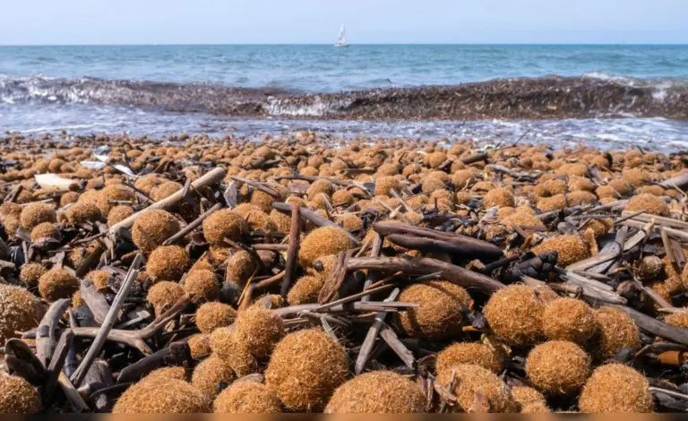 Werfen Sie diese mysteriösen Meer-Kugeln nicht weg – sie zeigen, wie wenig Sie über Plastik wussten