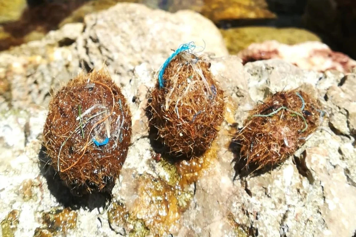 Werfen Sie diese mysteriösen Meer-Kugeln nicht weg – sie zeigen, wie wenig Sie über Plastik wussten - image 2