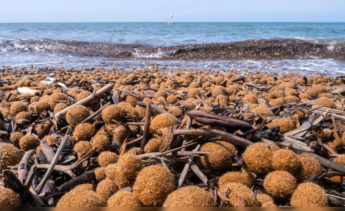 Werfen Sie diese mysteriösen Meer-Kugeln nicht weg – sie zeigen, wie wenig Sie über Plastik wussten
