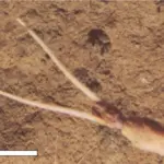 Wissenschaftler sehen es zum ersten Mal: Krake kopiert Schwamm auf 4.000 Metern Tiefe