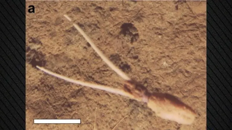 Wissenschaftler sehen es zum ersten Mal: Krake kopiert Schwamm auf 4.000 Metern Tiefe