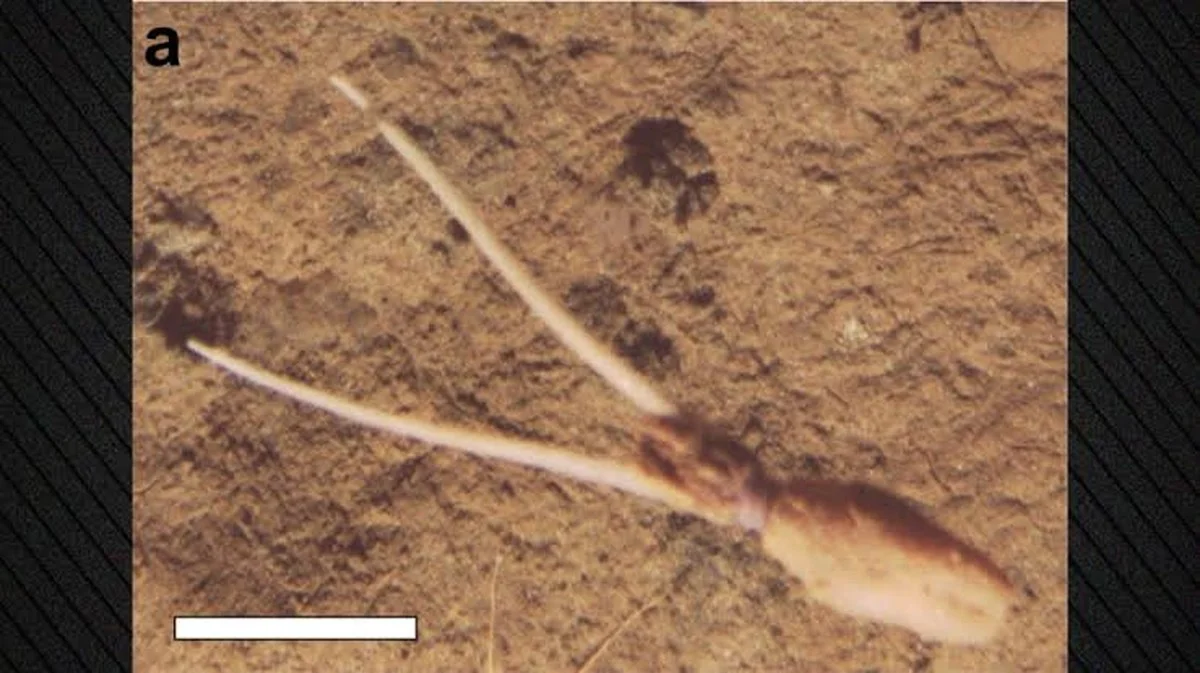Wissenschaftler sehen es zum ersten Mal: Krake kopiert Schwamm auf 4.000 Metern Tiefe
