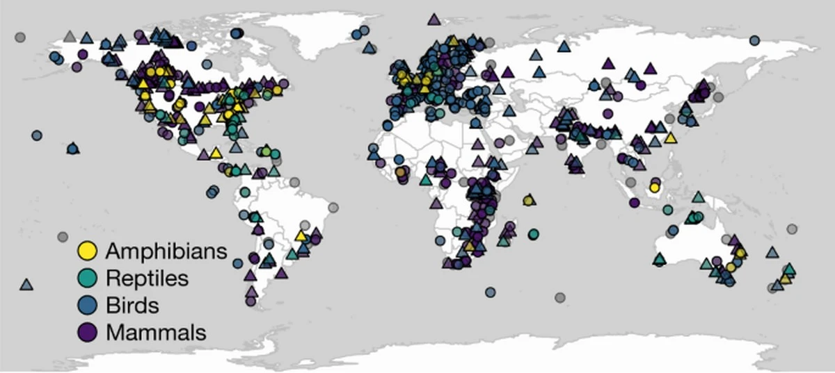 Das unheimliche Schicksal der Schildkröten: Weibchen werden buchstäblich von Männchen begraben - image 2