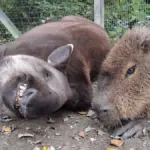 Deshalb mussten diese zwei Zoo-Lieblinge am selben Tag sterben – ein Detail entscheidet