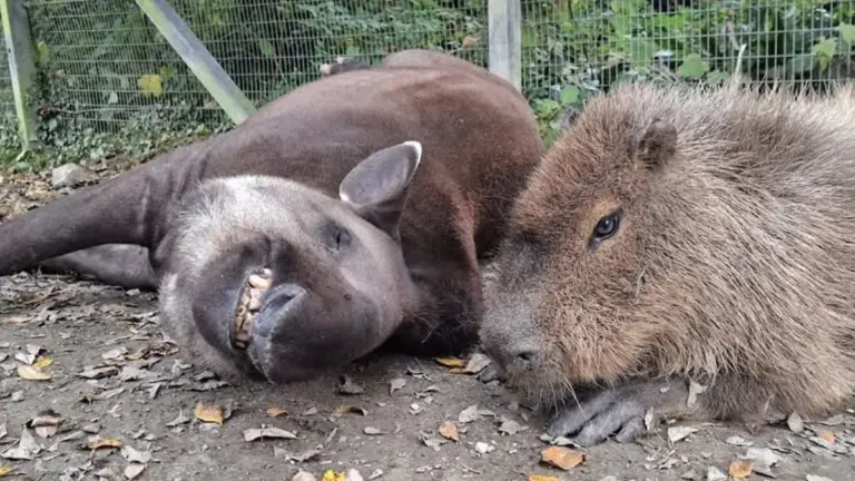 Deshalb mussten diese zwei Zoo-Lieblinge am selben Tag sterben – ein Detail entscheidet