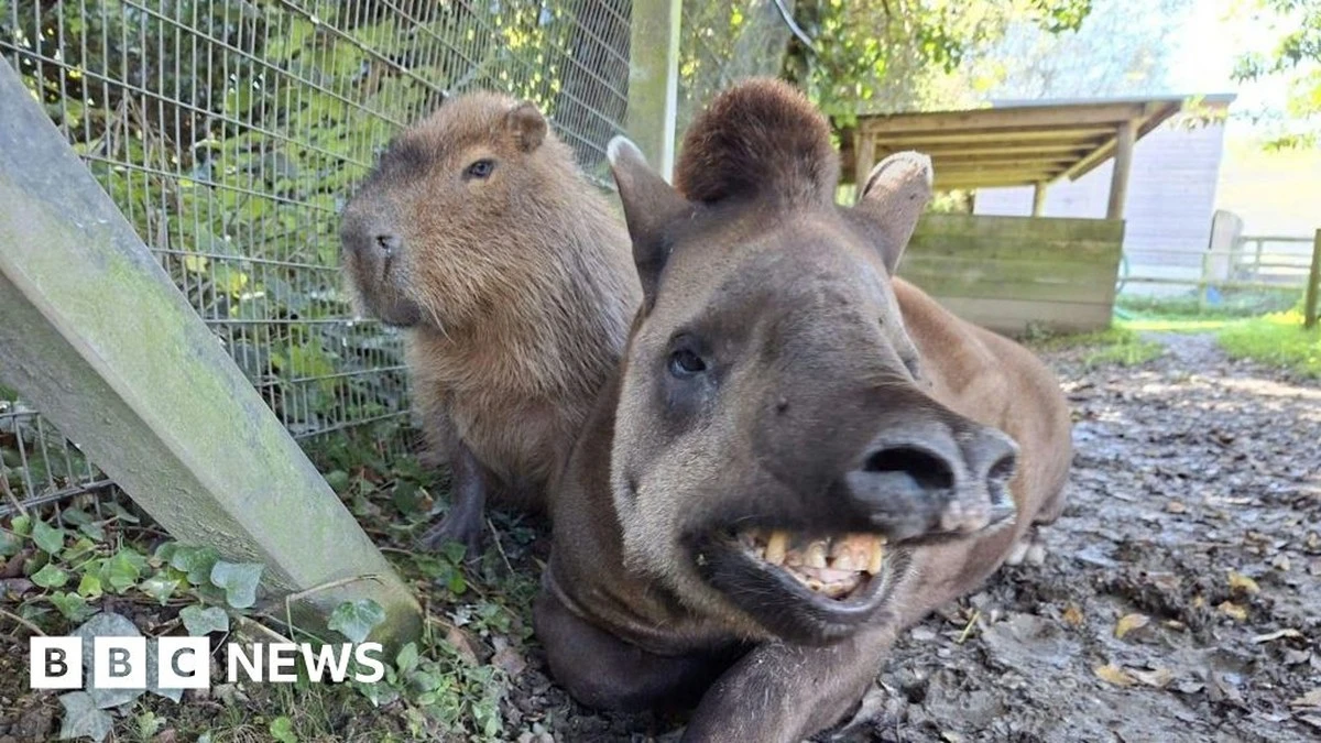Deshalb mussten diese zwei Zoo-Lieblinge am selben Tag sterben – ein Detail entscheidet - image 1