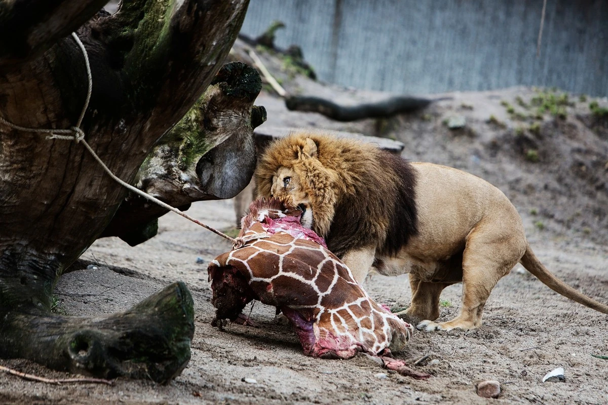 Deshalb mussten diese zwei Zoo-Lieblinge am selben Tag sterben – ein Detail entscheidet - image 2
