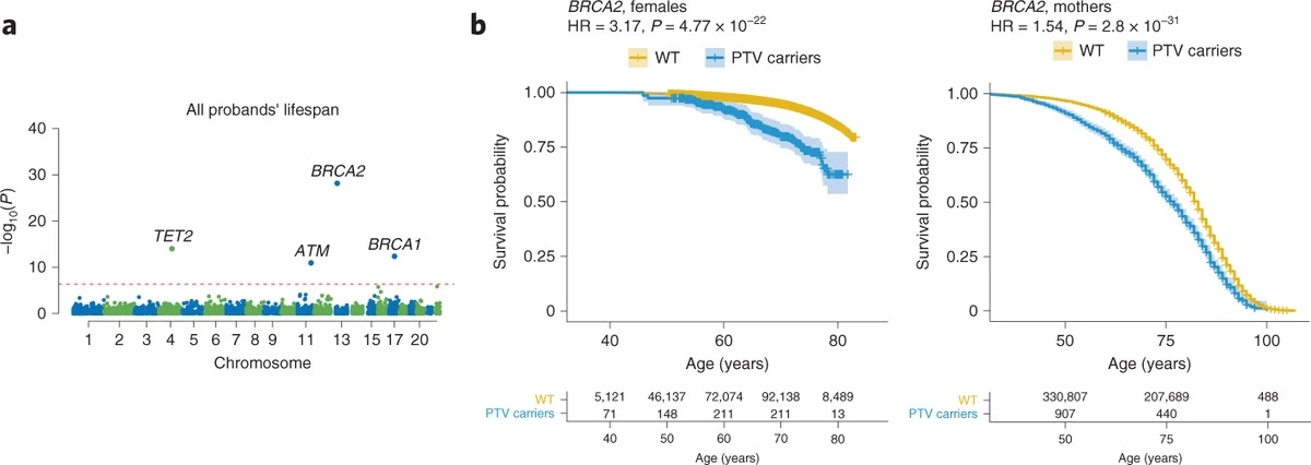 Die Hälfte deines Lebens ist im Lotto – und Ärzte verheimlichten dir das 50%-Erbe! - image 1