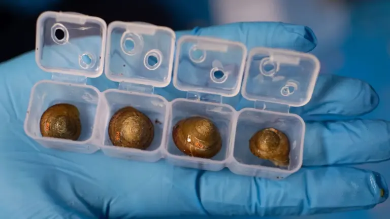 Die Schnecke, die niemand mehr sehen sollte – jetzt lebt sie hinterm Eisstand