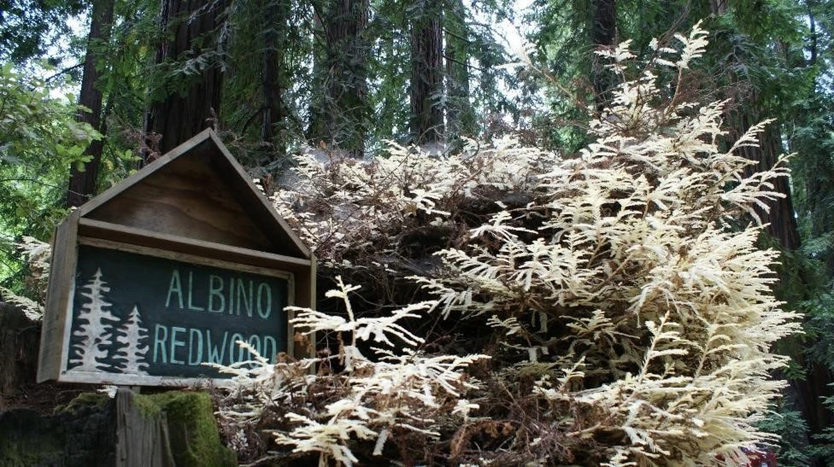 Dieser Baum wächst ohne Sonne – und die Wissenschaft schweigt über den heimlichen Versorger - image 1