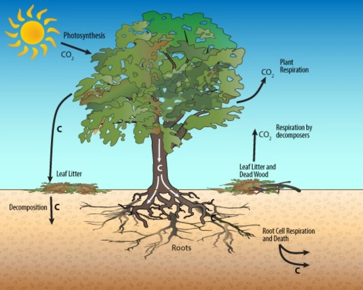 Dieser Baum wächst ohne Sonne – und die Wissenschaft schweigt über den heimlichen Versorger - image 2