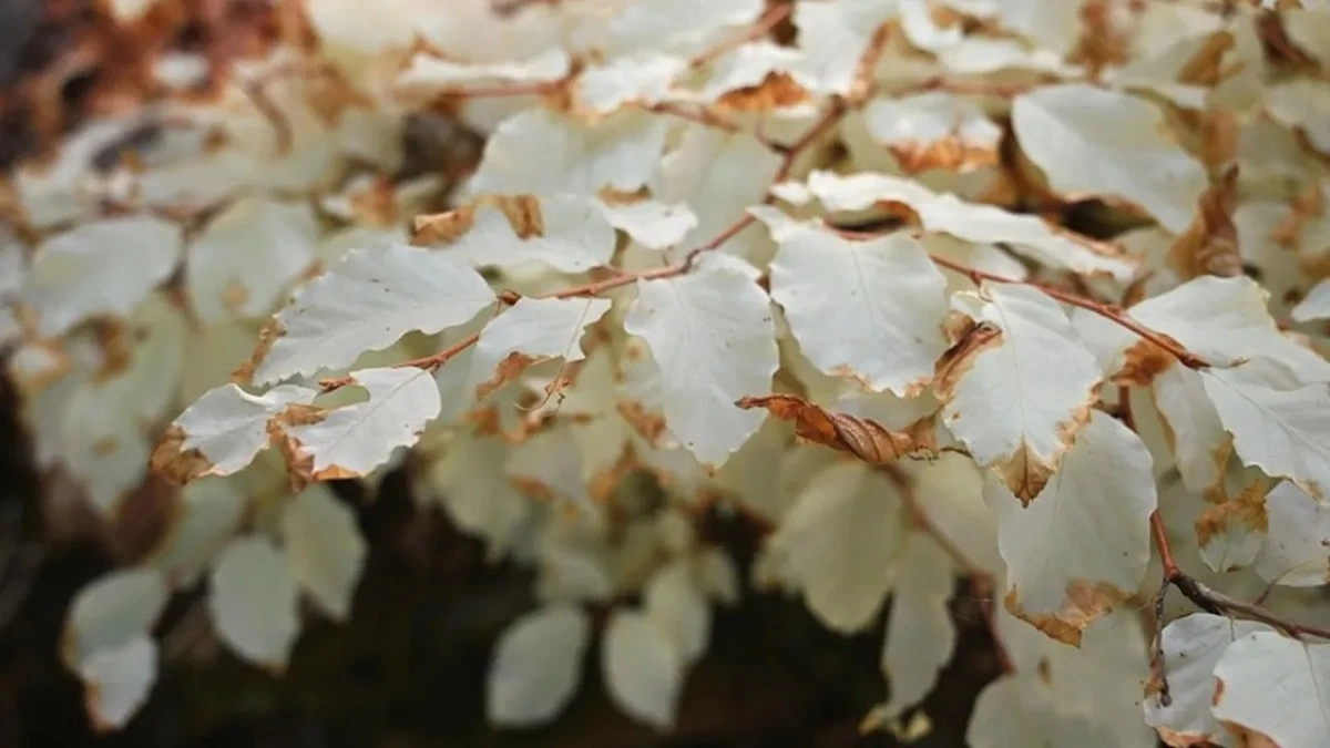 Dieser Baum wächst ohne Sonne – und die Wissenschaft schweigt über den heimlichen Versorger