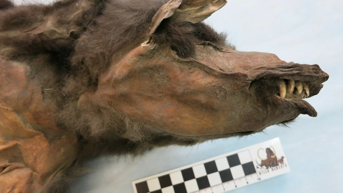 Dieser geniale Fund im Magen eines Wolfs ändert alles, was wir über das Aussterben der Wollnashörner dachten - image 1