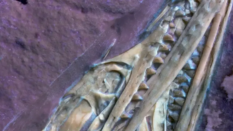 Dieses 30 Jahre alte Fossil enthüllt einen Flugsaurier mit „fleischigen Zähnen“ im Gaumen