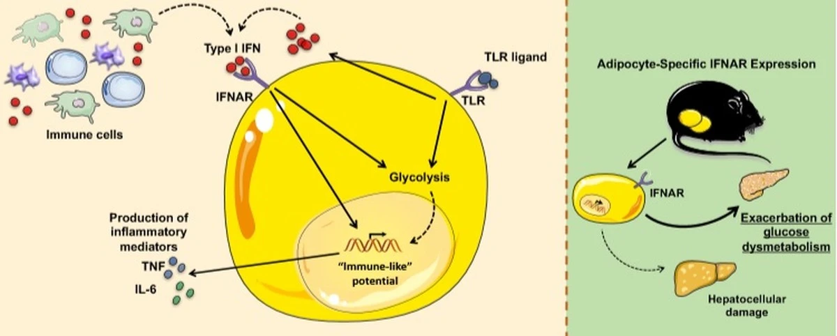Dieses eine Kilo zu viel: Warum Ihr Immunsystem bei Infekten komplett versagt - image 1