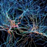 Dieses Signal im Kopf macht Sie plötzlich selbstlos – Forscher hackten Altruismus