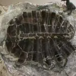 Elfjähriger sucht Kristalle und findet 48-Millionen-Jahre-Schildkröte in Wyoming