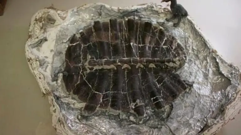 Elfjähriger sucht Kristalle und findet 48-Millionen-Jahre-Schildkröte in Wyoming