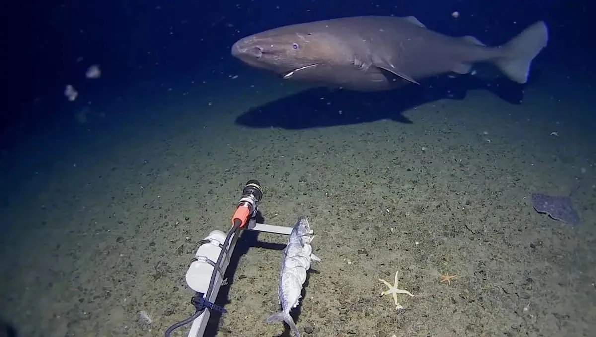 Forscher filmen 4-Meter-Hai in der Antarktis: Das ist der Grund, warum er jetzt dorthin zieht - image 1