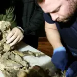 Forscher finden Woolly Rhino DNA im Wolfsmagen – Die Jagd war es nicht