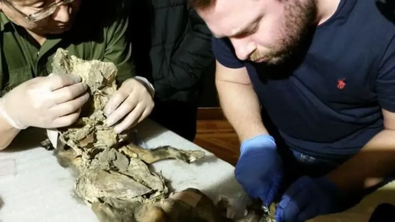 Forscher finden Woolly Rhino DNA im Wolfsmagen – Die Jagd war es nicht