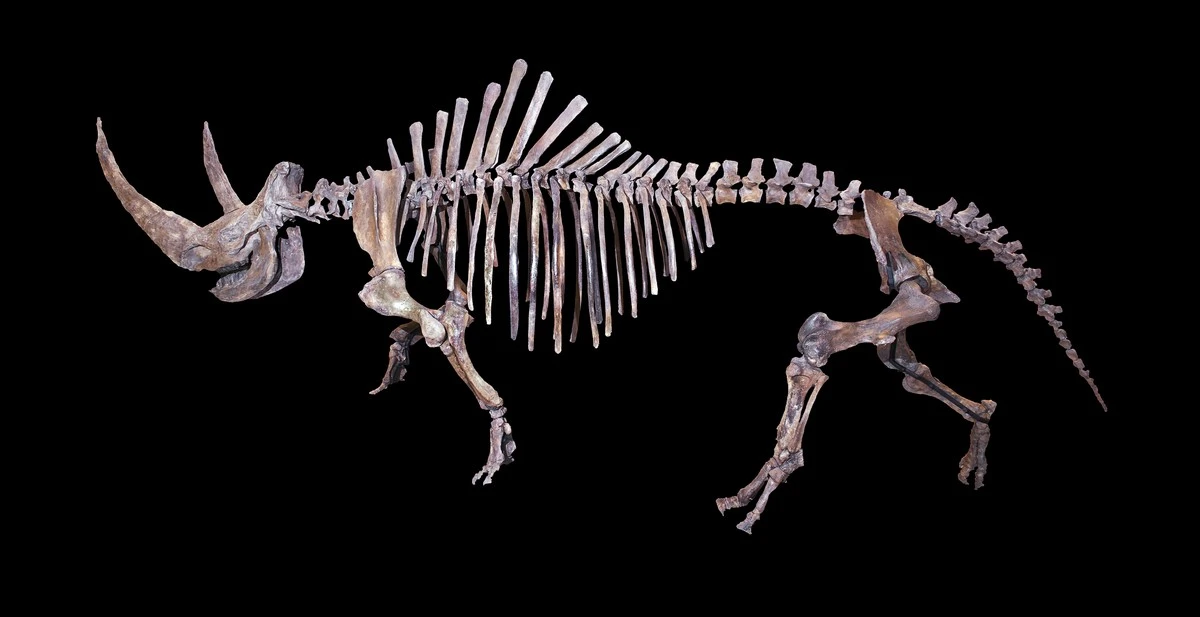 Forscher finden Woolly Rhino DNA im Wolfsmagen – Die Jagd war es nicht - image 2