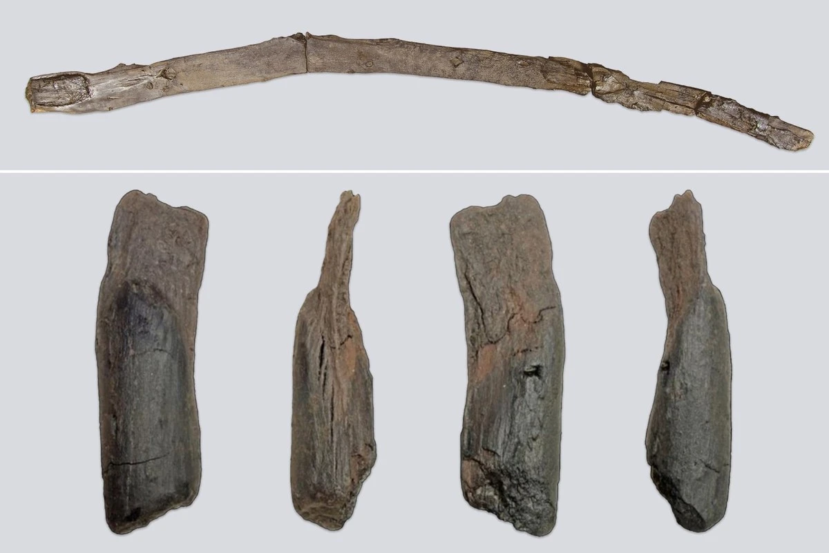 Geheimnis gelüftet: Mit diesen Holzstücken zerlegten Urmenschen Mammuts vor 430.000 Jahren - image 1