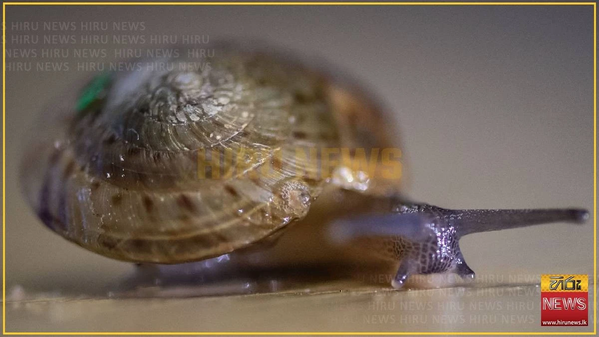 Hinter der Eisdiele: Was diese ausgestorbene Schnecke über unser Ökosystem verrät - image 2