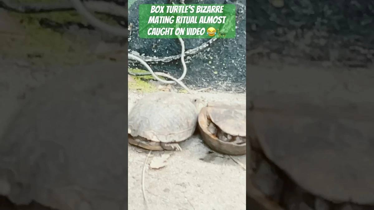 Kleine Panzer, riesiges Drama: Diese Schildkröten werden buchstäblich von ihren Partnern erdrückt - image 1