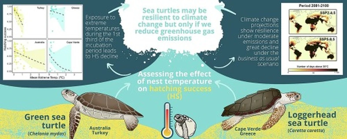 Kleine Panzer, riesiges Drama: Diese Schildkröten werden buchstäblich von ihren Partnern erdrückt - image 2