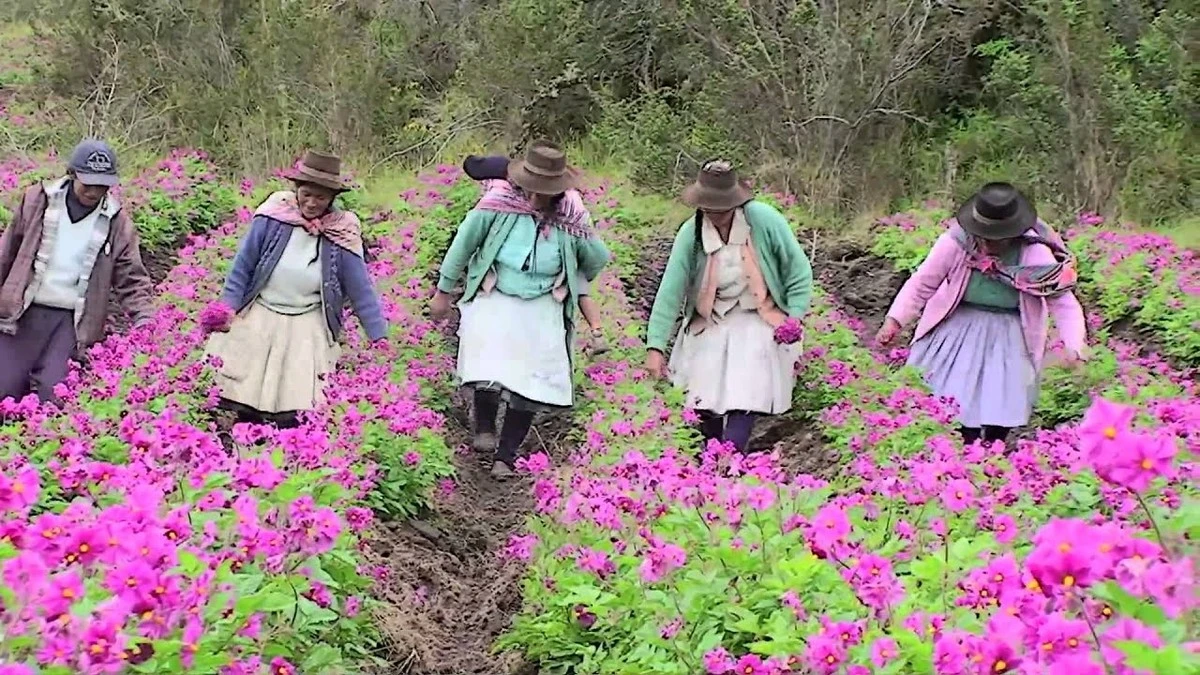 Sie werfen Ihr Geld weg, wenn Sie diese Waldpilze SO behandeln - image 2