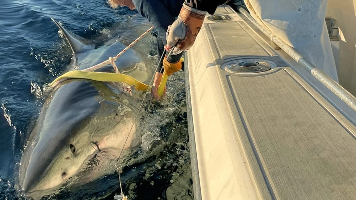Warum dieser 750-Kilo-Hai vier Monate lang spurlos verschwand – und was Forscher jetzt hoffen