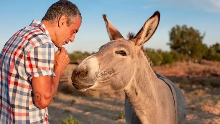 Warum Ihr Chef sturer handelt als jeder Esel – und Sie das endlich kopieren sollten