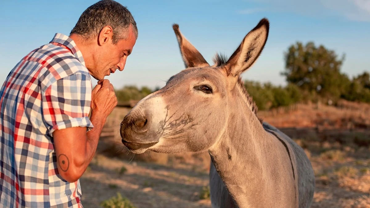 Warum Ihr Chef sturer handelt als jeder Esel – und Sie das endlich kopieren sollten