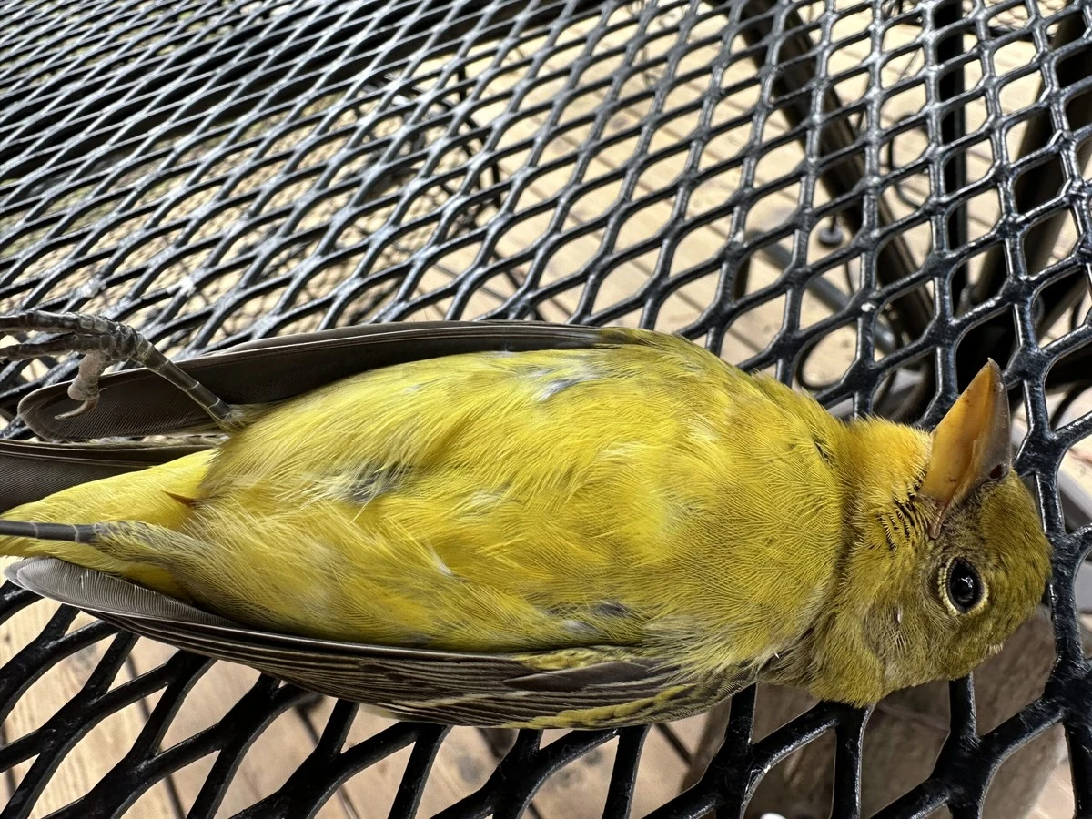 Warum Ihre Meisen plötzlich verschwinden: Der tote Vogel schockt Ornithologen zutiefst. - image 2