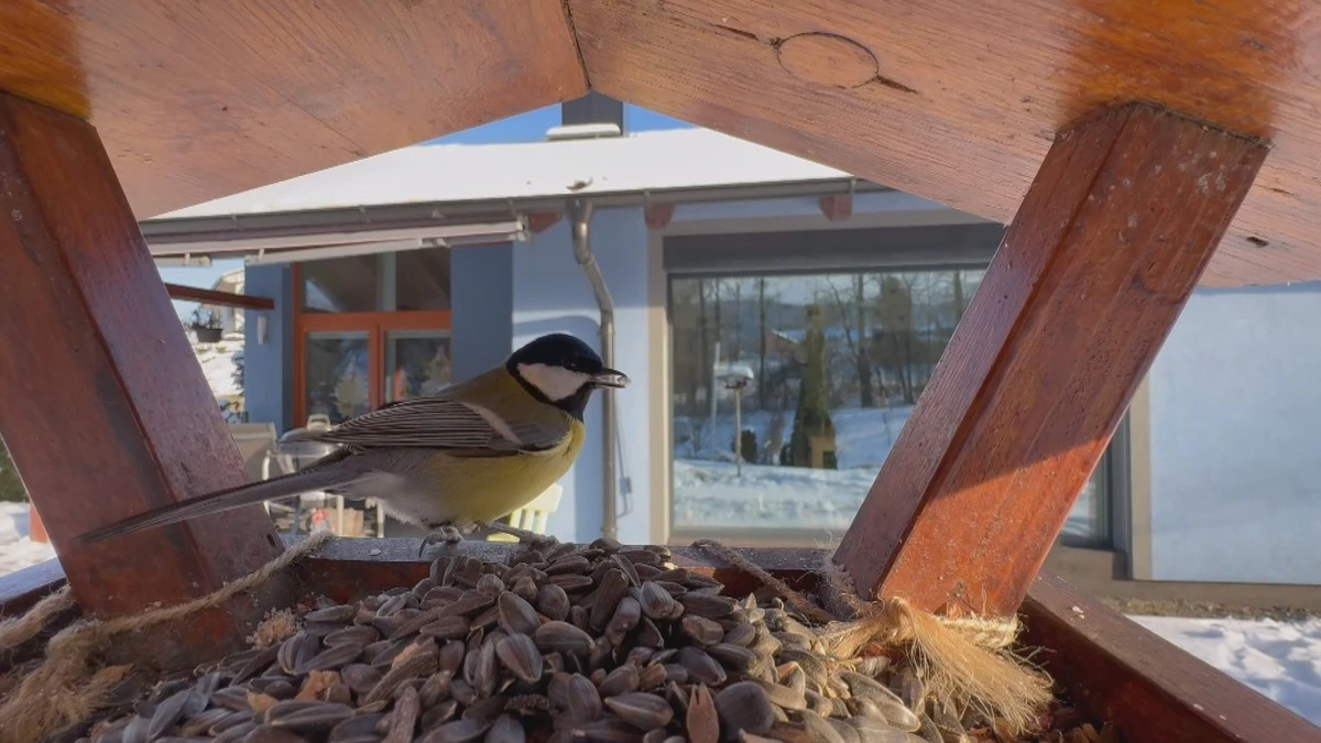 Warum Ihre Meisen plötzlich verschwinden: Der tote Vogel schockt Ornithologen zutiefst.