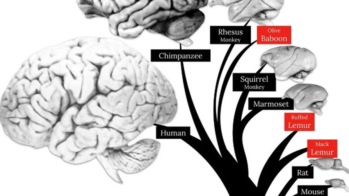 Warum Ihr Gehirn Sie immer noch wie einen Höhlenmenschen steuert – und wie Influencer das ausnutzen - image 1