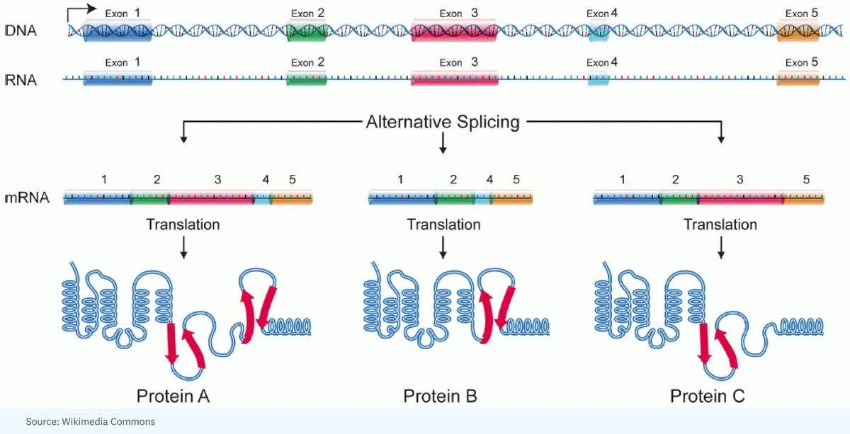 Wir dachten, wir hätten das Leben entschlüsselt – doch 25 Jahre später finden Forscher nur Datenmüll in unserer DNA. - image 2