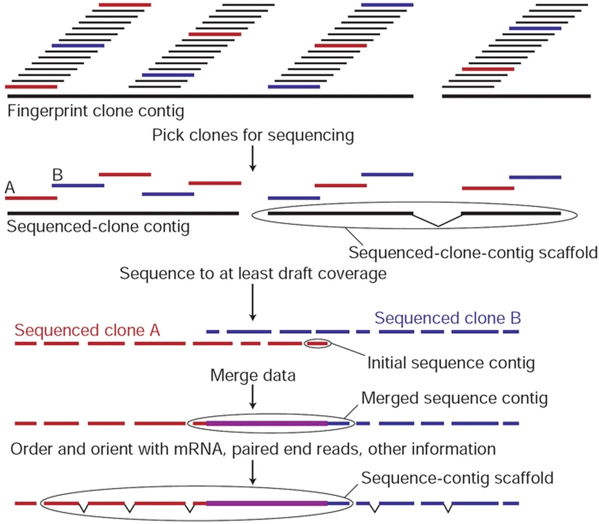 Wissenschaftler entschlüsselt: Darum ist Ihr genetischer Code nur zu 99,9% normal - image 1